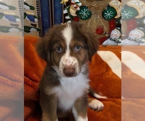 Miniature Australian Shepherd Puppy for Sale in FORT WORTH, Texas USA