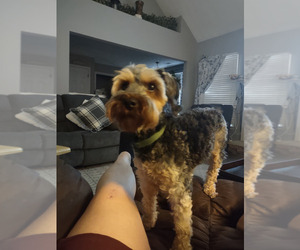 Poodle (Miniature)-YorkiePoo Mix Puppy for Sale in HIRAM, Georgia USA