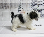 Small #19 Poodle (Toy)
