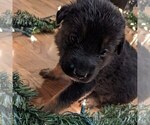 Small Photo #3 German Shepherd Dog Puppy For Sale in LAKE STEVENS, WA, USA