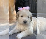 Small Photo #62 Golden Retriever Puppy For Sale in SACRAMENTO, CA, USA