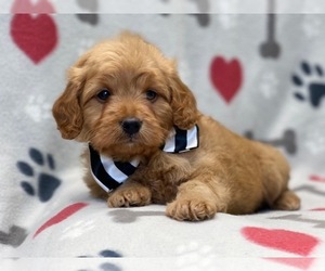 Cavalier King Charles Spaniel-Cavapoo Mix Puppy for sale in LAKELAND, FL, USA