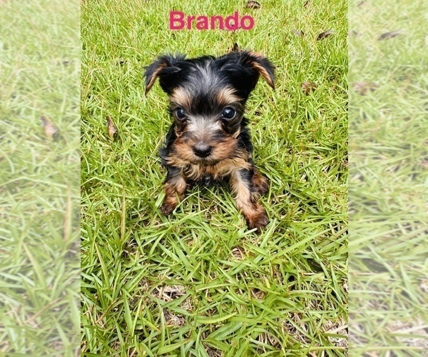 Medium Photo #2 Yorkshire Terrier Puppy For Sale in BROOKHAVEN, MS, USA
