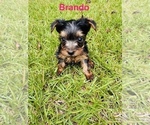 Small #1 Yorkshire Terrier