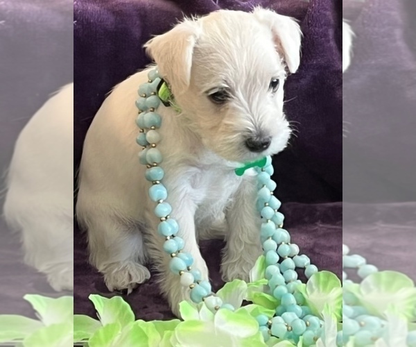 Medium Photo #3 Schnauzer (Miniature) Puppy For Sale in BAKERSFIELD, CA, USA