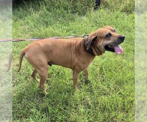 Mutt Dogs for adoption in San Antonio, TX, USA