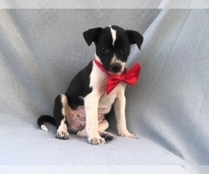 Australian Cattle Dog-Shetland Sheepdog Mix Puppy for sale in LAKELAND, FL, USA