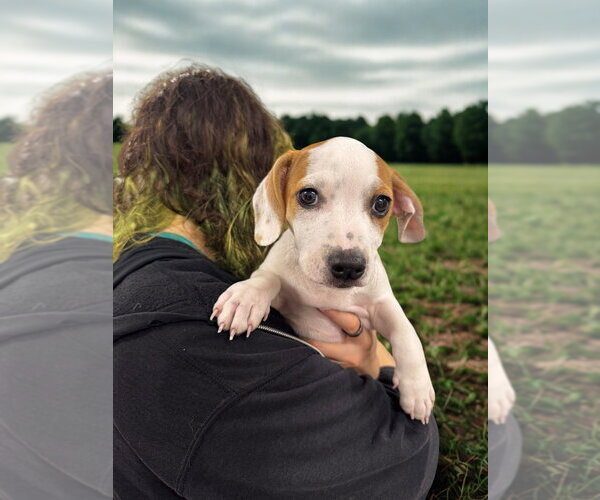 Medium Photo #2 Mutt Puppy For Sale in Elmsford, NY, USA
