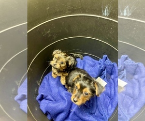Yorkshire Terrier Puppy for sale in NEWPORT NEWS, VA, USA