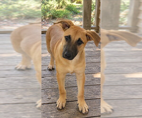 Medium Photo #1 German Shepherd Dog Puppy For Sale in Southbury, CT, USA
