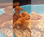 Small Photo #2 Dachshund Puppy For Sale in PLEASANT HILL, CA, USA