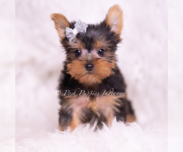 Medium Photo #6 Yorkshire Terrier Puppy For Sale in WARSAW, IN, USA