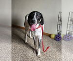 Small #1 Great Pyrenees Mix