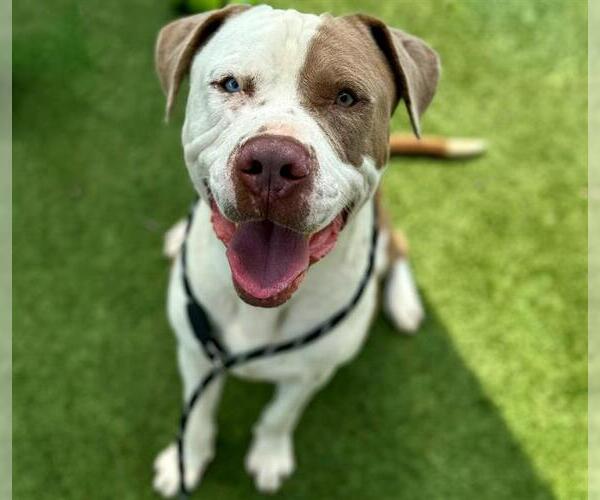 Medium Photo #1 American Bulldog-Unknown Mix Puppy For Sale in Houston, TX, USA