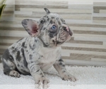Small Photo #5 French Bulldog Puppy For Sale in SILVER SPRING, MD, USA