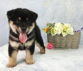 Shiba Inu Puppy for sale in SANTA MONICA, CA, USA