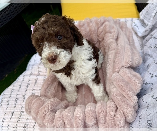 Medium Photo #3 Poodle (Standard) Puppy For Sale in ROCKVILLE, MD, USA