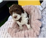 Small #2 Poodle (Standard)