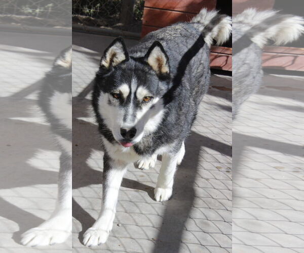 Medium Photo #6 Siberian Husky Puppy For Sale in Cedar Crest, NM, USA