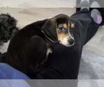 Bandit - Male Beagle Dog for Adoption - Small photo