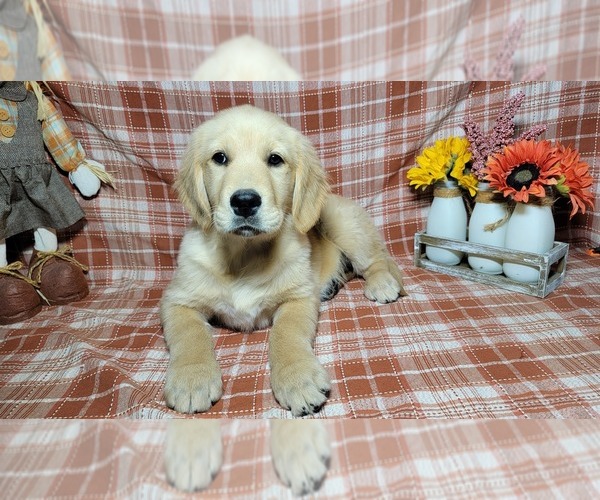 Medium Photo #3 Golden Retriever Puppy For Sale in FALCON, CO, USA