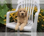 Small Photo #19 Goldendoodle Puppy For Sale in SEBRING, OH, USA