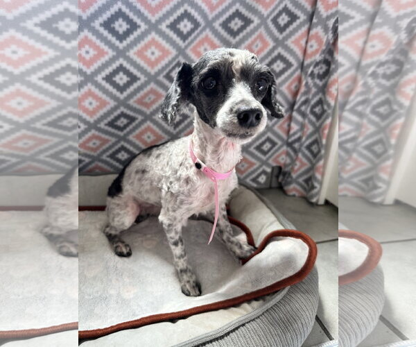 Medium Photo #4 Poodle (Miniature) Puppy For Sale in Pacolet, SC, USA