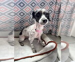 Small #3 Poodle (Miniature)