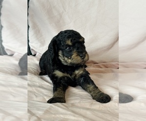 Bernedoodle (Miniature) Puppy for sale in LONGMONT, CO, USA