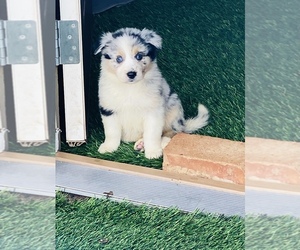 Border-Aussie Puppy for sale in BUCKEYE, AZ, USA