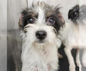 Mutt Dogs for adoption in San Antonio, TX, USA