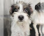 Small Mutt