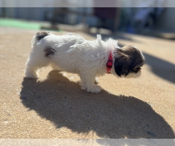Medium Photo #46 Shih Tzu Puppy For Sale in MOORESVILLE, NC, USA