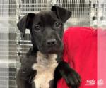 Small #1 Labrador Retriever Mix