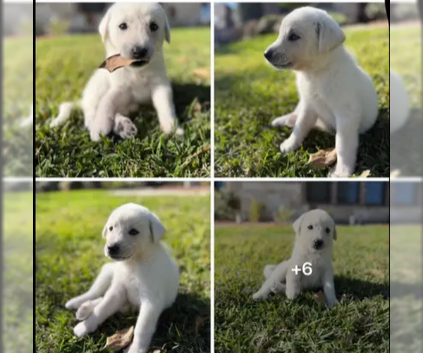 Medium Photo #13 Akbash-Great Pyrenees Mix Puppy For Sale in Houston, TX, USA