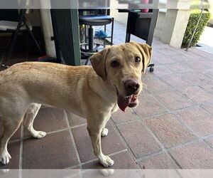 Labrador Retriever Dogs for adoption in Pasadena, CA, USA