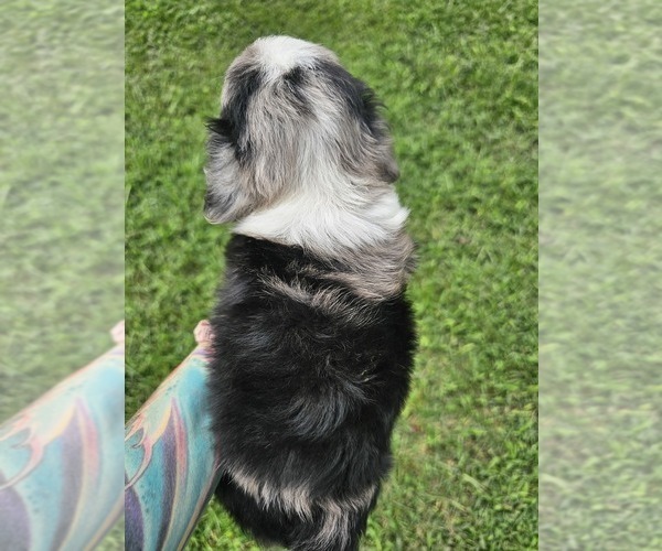 Medium Photo #14 Aussiedoodle Miniature  Puppy For Sale in LEXINGTON, NC, USA