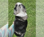 Small #13 Aussiedoodle Miniature 