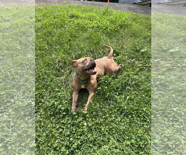Medium Photo #13 American Bulldog-Unknown Mix Puppy For Sale in Derwood, MD, USA