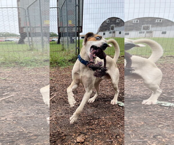 Medium Photo #6 Mutt Puppy For Sale in Rustburg, VA, USA