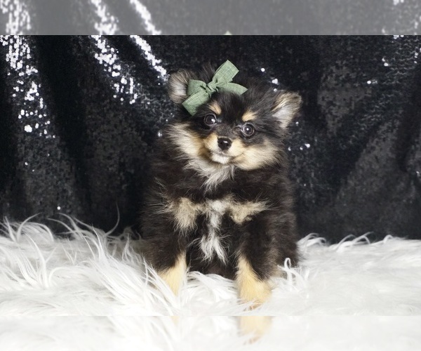 Medium Photo #2 Pomeranian Puppy For Sale in WARSAW, IN, USA