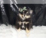 Small Photo #2 Pomeranian Puppy For Sale in WARSAW, IN, USA