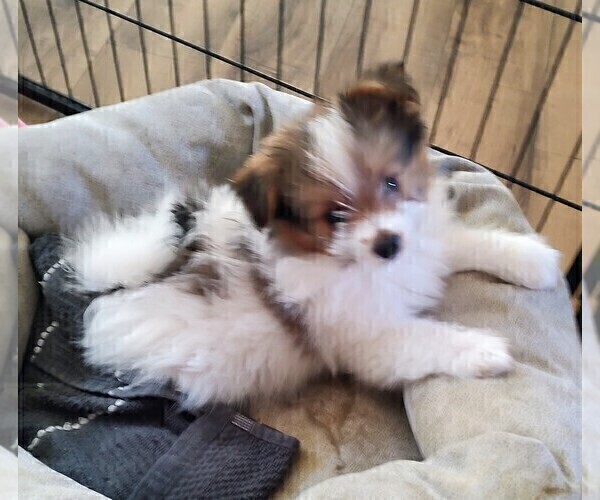 Medium Photo #4 Biewer Terrier-Pomeranian Mix Puppy For Sale in ESTILL SPRINGS, TN, USA