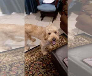Goldendoodle Dogs for adoption in New Orleans, LA, USA