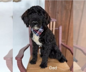 Father of the Portuguese Water Dog puppies born on 07/25/2026