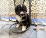 Small Photo #11 Australian Shepherd Puppy For Sale in GREER, SC, USA