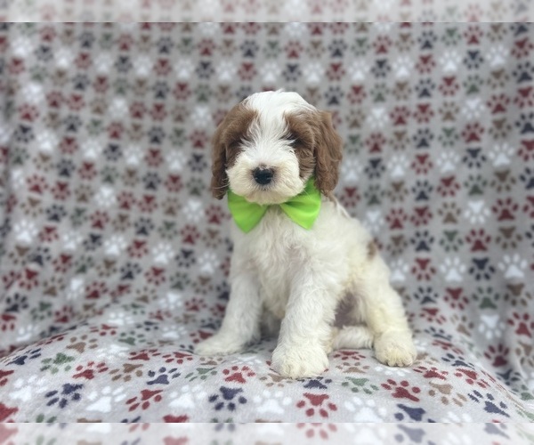 Medium Photo #3 Cavapoo Puppy For Sale in LAKELAND, FL, USA