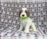 Small #2 Cavapoo