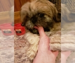 Small Photo #7 Shih Tzu Puppy For Sale in KIRKSVILLE, MO, USA