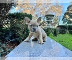 Small Photo #116 French Bulldog Puppy For Sale in HAYWARD, CA, USA